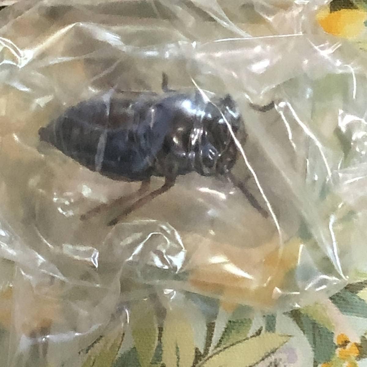 クマゼミ 原色日本昆虫図鑑 Ⅳ クマゼミとオニグルミ